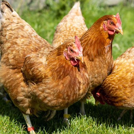 Ferienwohnungen Fehmarn Mit Parkplatz In Petersdorf Exteriér fotografie